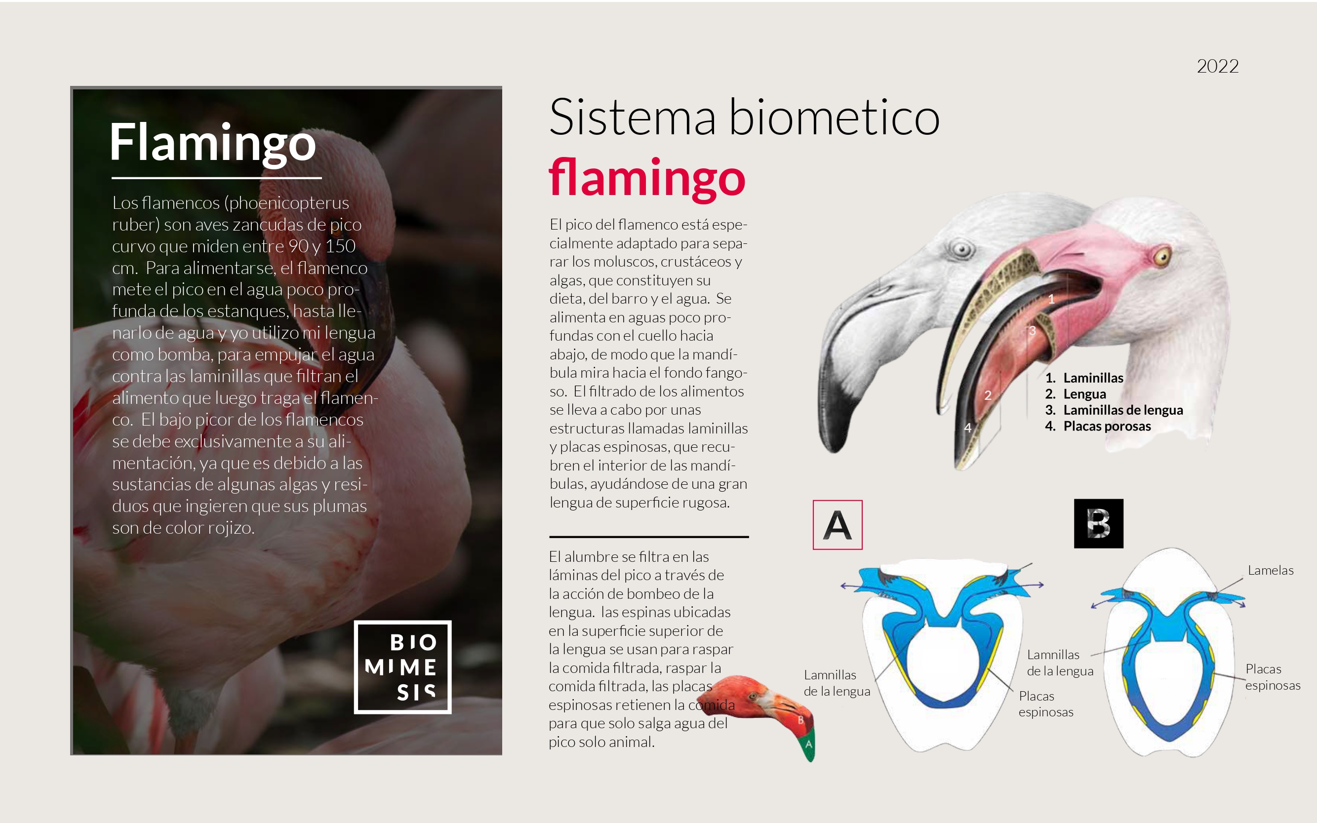 Ilustración de la biomímesis del flamenco